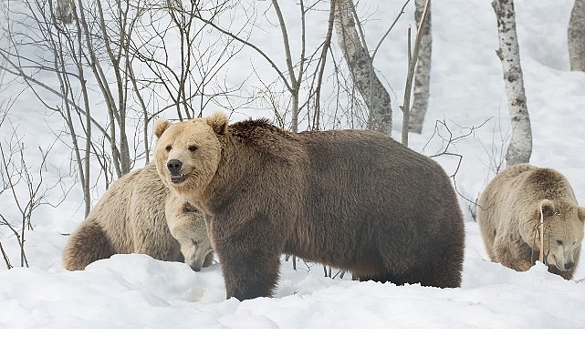 ‘Boz Ayının Kışı’,   7 Aralık Pazar 20.00’de   National Geographic WILD Ekranlarında!