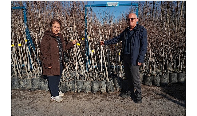 Büyükşehir, 3.600 Trabzon hurması fidanı dağıtıyor