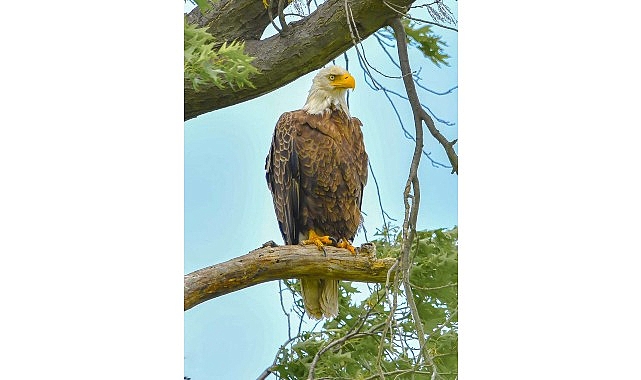 Amerika’da Bir Seferihisarlıdan Doğa Gururu: Kar Baykuşunu Fotoğraflamayı Başardı