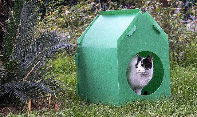 Başkan Tugay söz verdi, kediler sıcak yuvalarına kavuştu