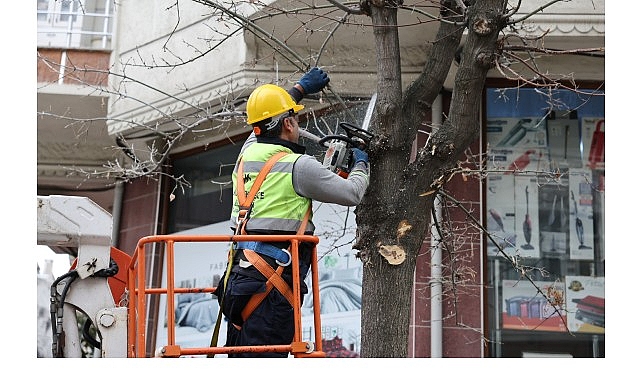 Budama Çalışmalarından Yakacak Elde Ediliyor