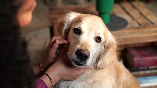 Boehringer Ingelheim’dan Küresel Araştırma
