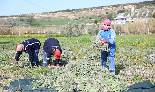 Didim Belediyesi’nden ‘Üreten Belediyecilik’ Uygulaması
