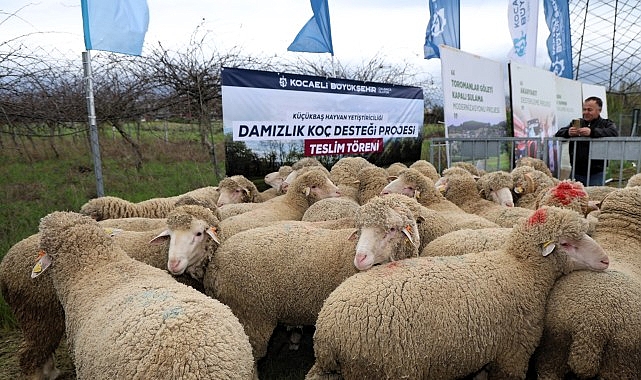 Büyükşehir’den hayvancılığa damızlık koç desteği